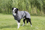 PHO_PRO_DOG_23574-1