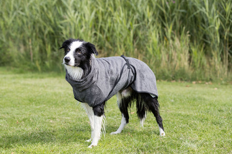 PHO_PRO_DOG_23574-1