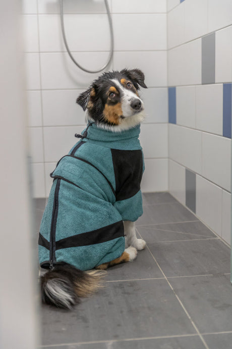 Hund in blau-schwarzem Mantel sitzt auf grauen Fliesen in einem gefliesten Raum mit Duschkopf.