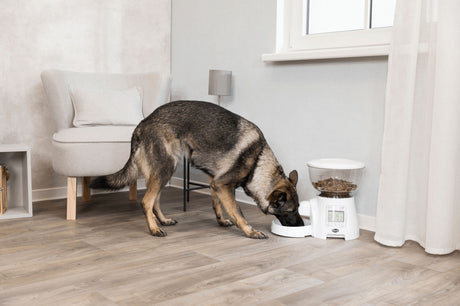 Hund frisst aus einer Schüssel neben einem automatischen Futterspender in einem modernen Wohnzimmer.