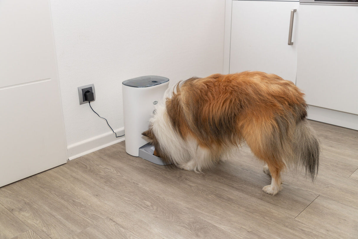 PHO_PRO_DOG_24343-4
