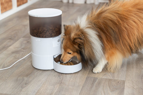 PHO_PRO_DOG_24345-1