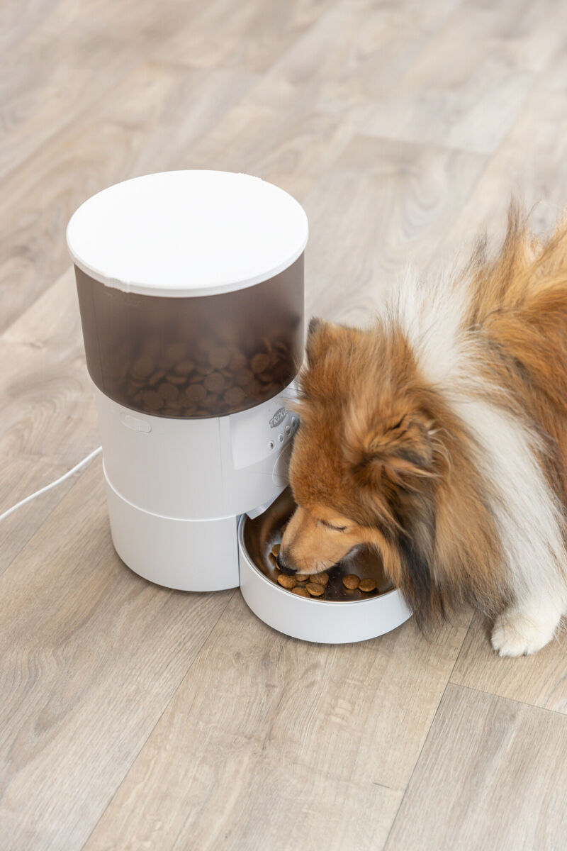 Hund frisst aus einem weißen, zylindrischen Futterautomaten auf Holzfußboden.