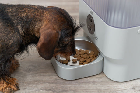 PHO_PRO_DOG_24347-1