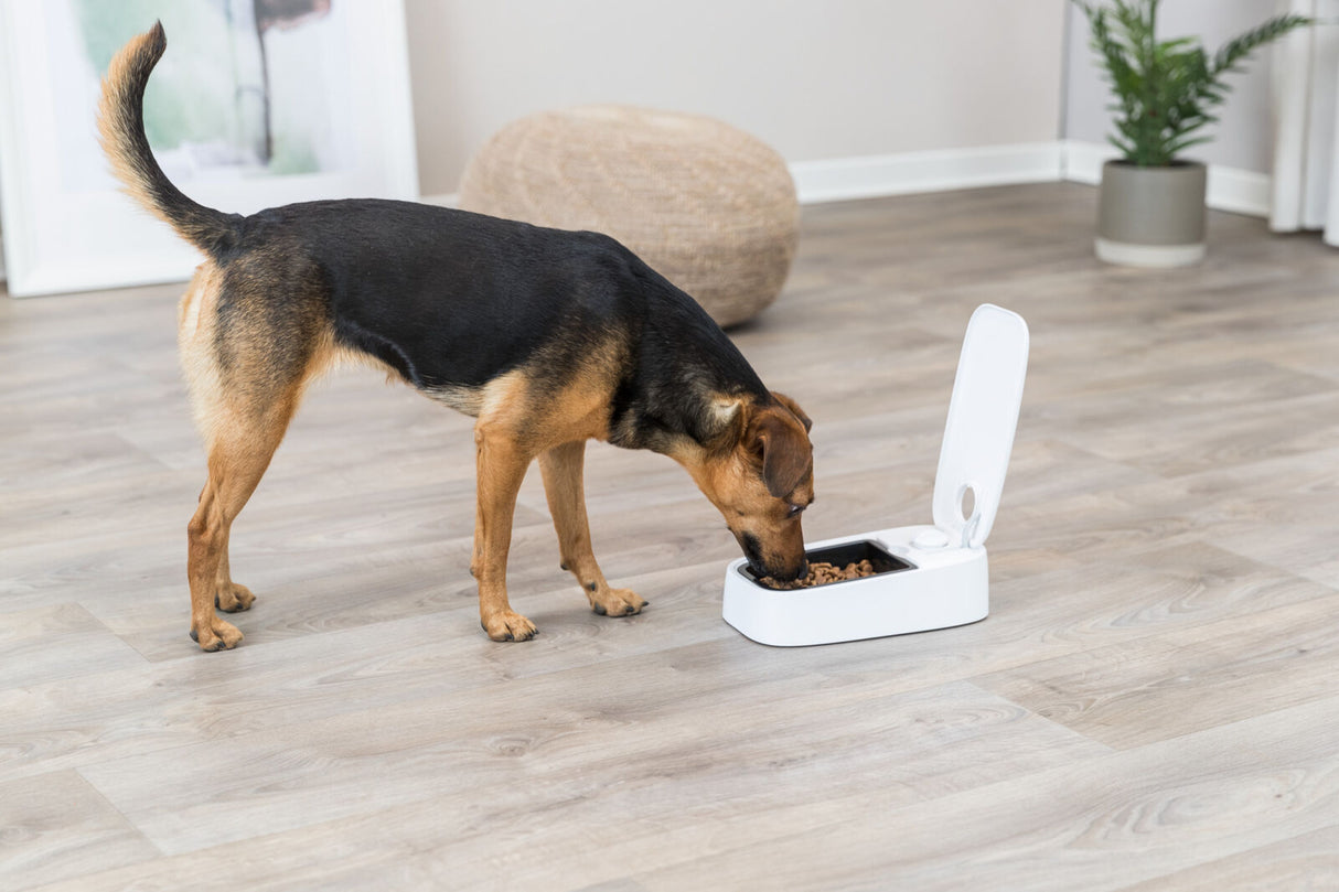 PHO_PRO_DOG_24371-1