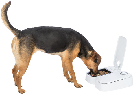 PHO_PRO_DOG_24372-3