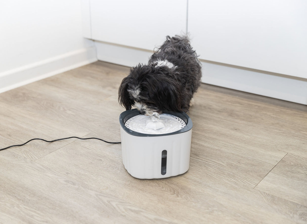 PHO_PRO_DOG_24446-2