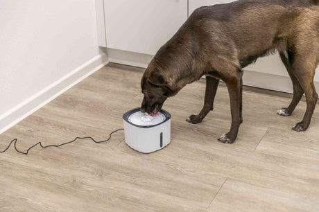 PHO_PRO_DOG_24446-3