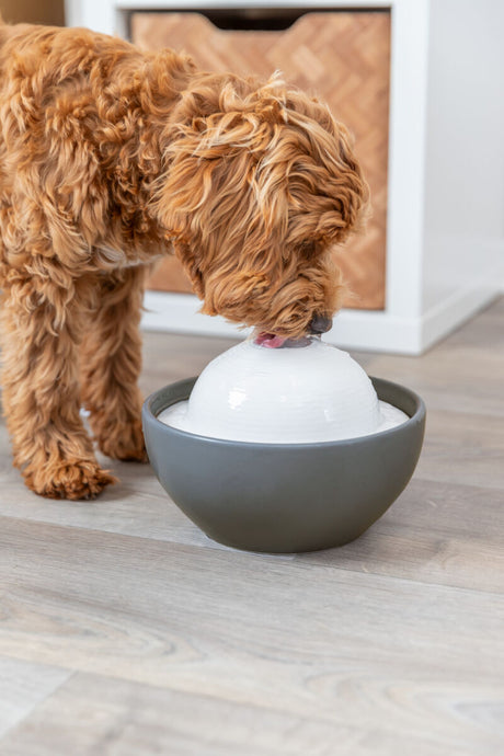 PHO_PRO_DOG_24448-1