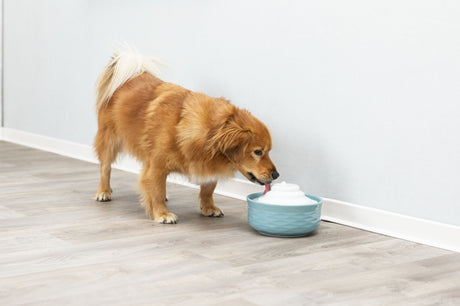 PHO_PRO_DOG_24450-1