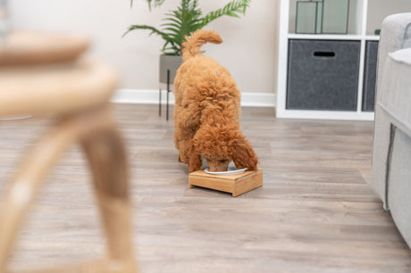 PHO_PRO_DOG_24539-1