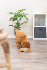PHO_PRO_DOG_24539-3