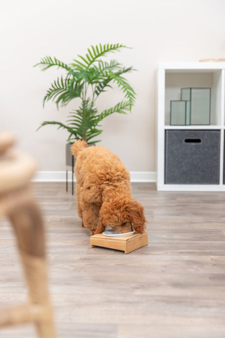 PHO_PRO_DOG_24539-3