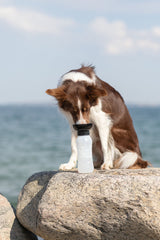 Ein Hund mit braun-weißem Fell beschnüffelt eine Wasserflasche auf einem großen Felsen vor einem Meereshintergrund.