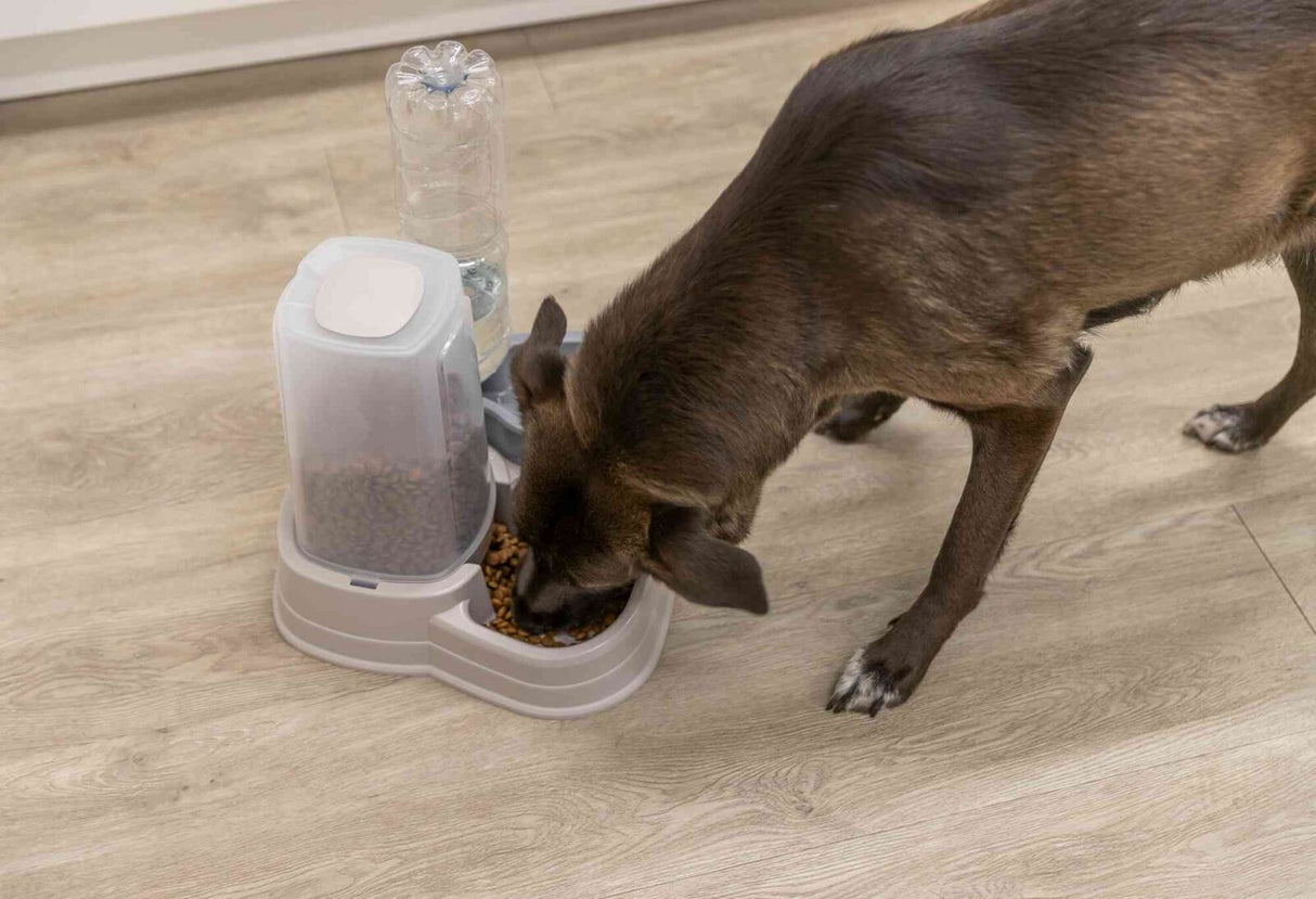 PHO_PRO_DOG_24763-1