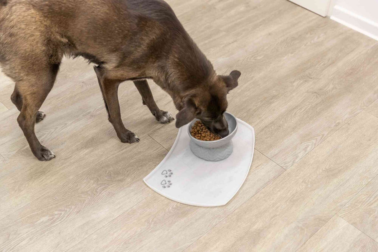 PHO_PRO_DOG_24809-4