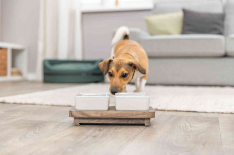 PHO_PRO_DOG_24823-3