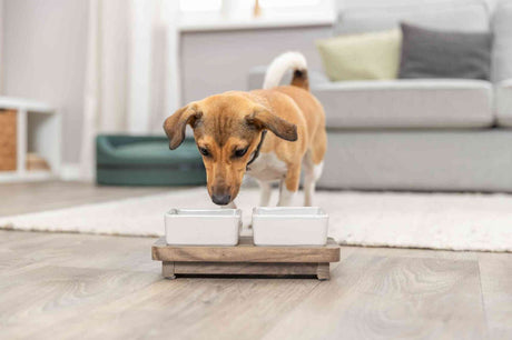 PHO_PRO_DOG_24823-4