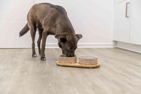 PHO_PRO_DOG_24829-1