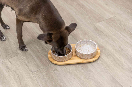 PHO_PRO_DOG_24829-2