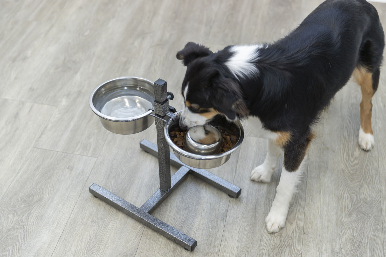 Hund frisst aus einem erhöhten doppelten Hundenapfständer aus Metall auf hellem Holzboden.