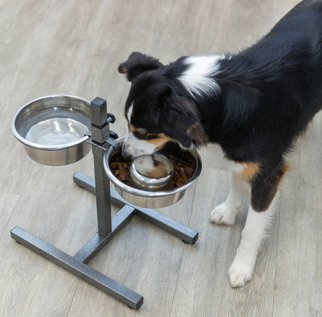 PHO_PRO_DOG_24921-25251-5