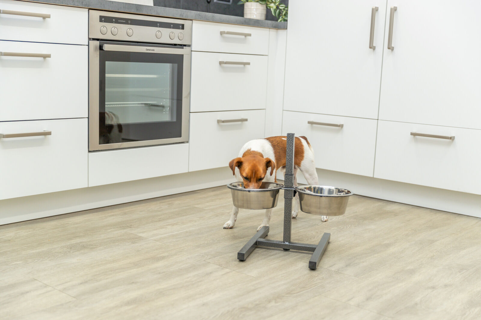 Hund trinkt aus einem von zwei erhöhten Metallnäpfen in einer modernen Küche mit weißen Schränken und Holzboden.