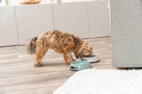 Ein kleiner, brauner Hund frisst aus einem grauen Napf, der auf einem Holzboden neben einem grünen Napf steht.