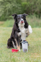 Hund sitzt auf Rasen, hebt eine Pfote, roter Napf und transparente Box mit Hunde-Trockenfutter daneben.