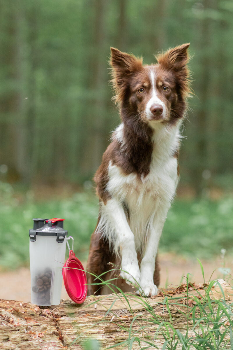 Ein braun-weißer Hund steht auf einem Baumstamm im Wald neben einem transparenten Behälter mit rotem Deckel.