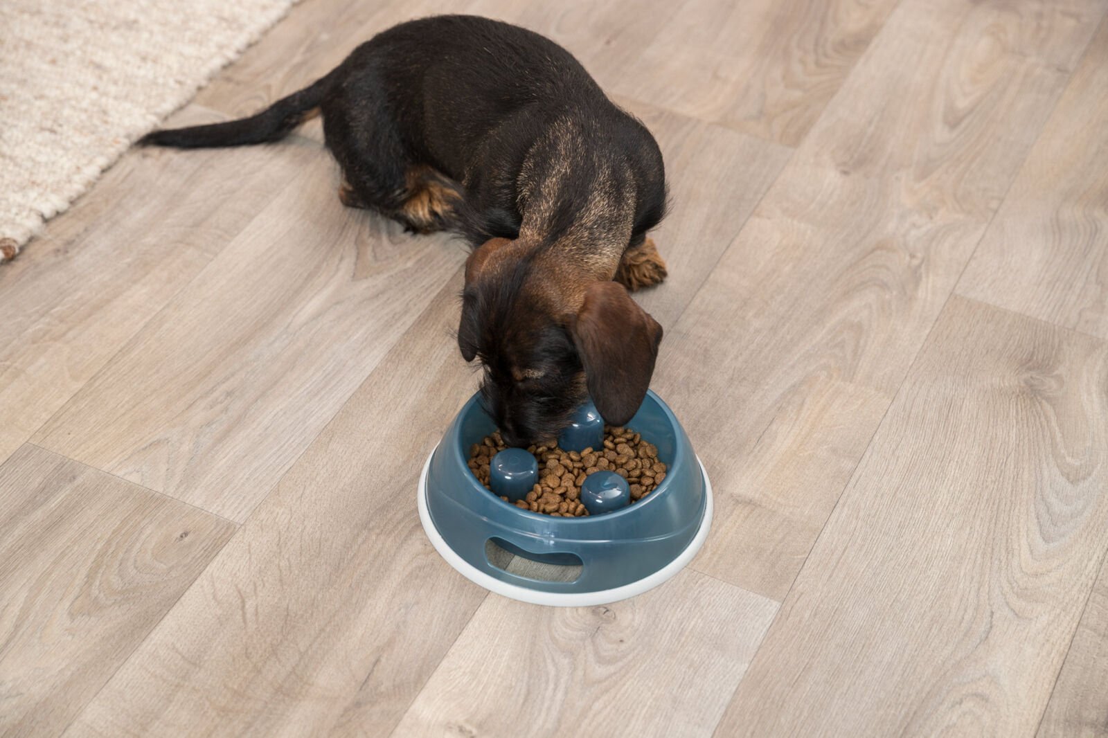 Ein kleiner Hund frisst aus einem blauen Napf mit Trockenfutter auf hellem Holzboden.