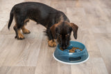 Ein kleiner Hund frisst aus einem blauen Napf auf einem Holzboden.