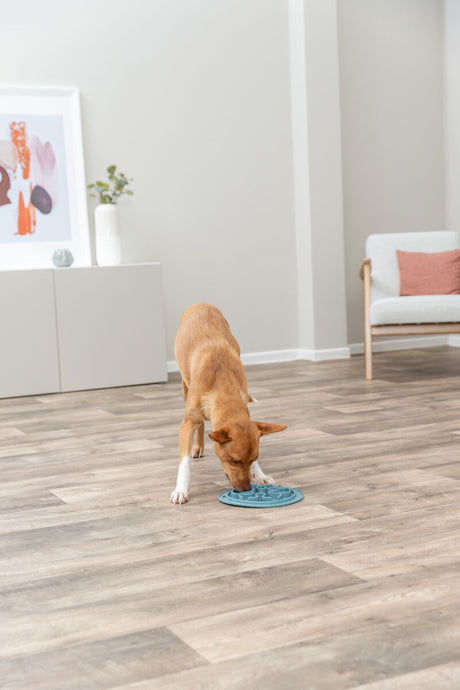 Ein Hund frisst aus einem blauen Fressnapf in einem hellen Zimmer mit Holzboden, einem Sessel und einem Bild an der Wand.