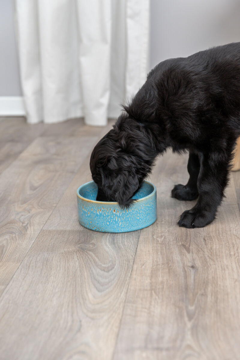 PHO_PRO_DOG_25113-1