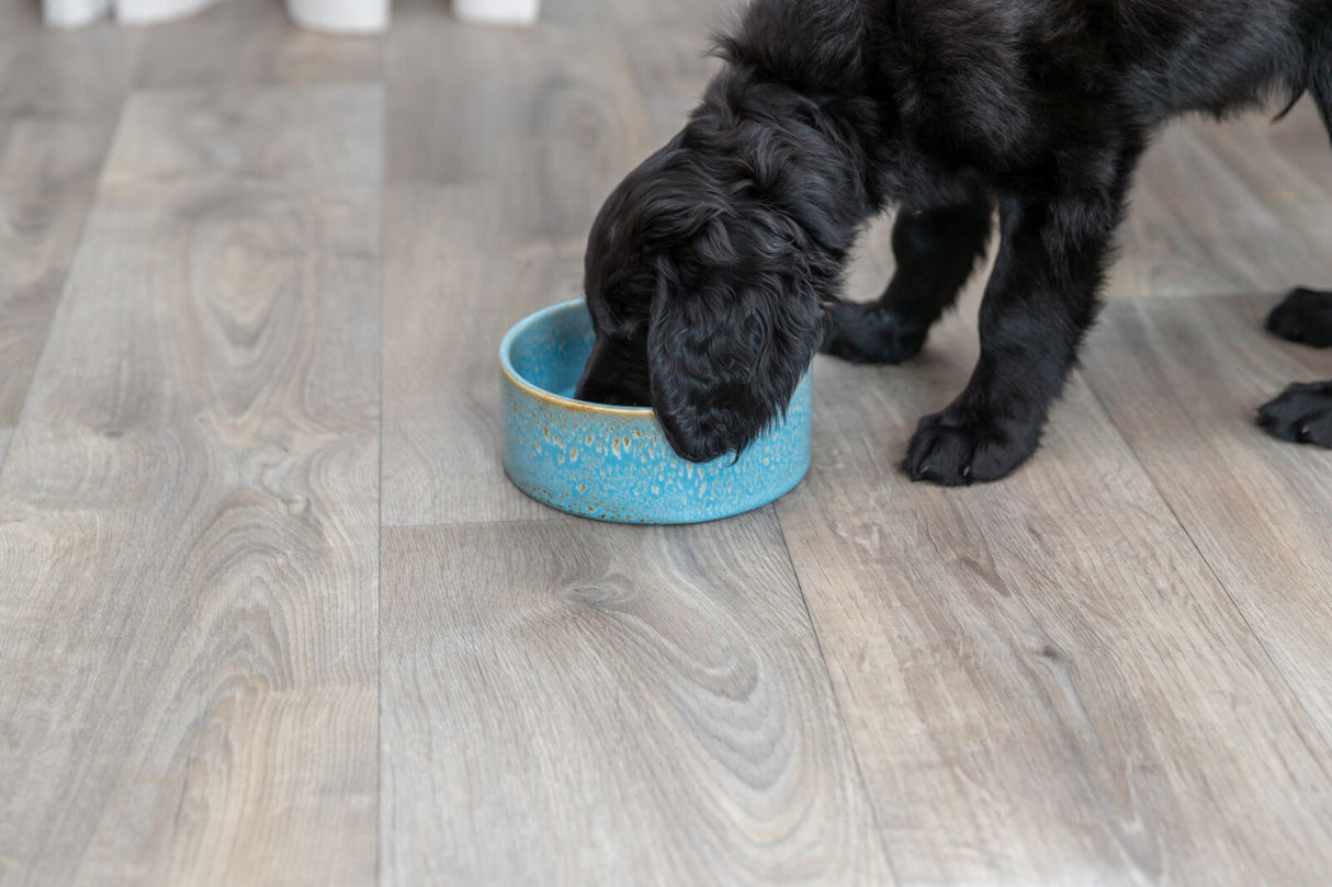 PHO_PRO_DOG_25113-2