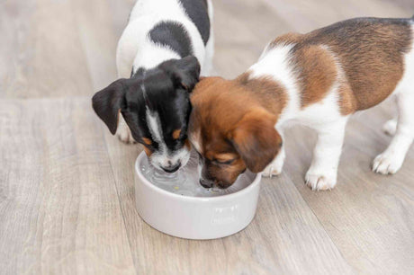 PHO_PRO_DOG_25126-1