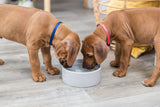 Zwei braune Welpen mit blauen und roten Halsbändern trinken aus einem grauen Napf auf einem Holzboden.