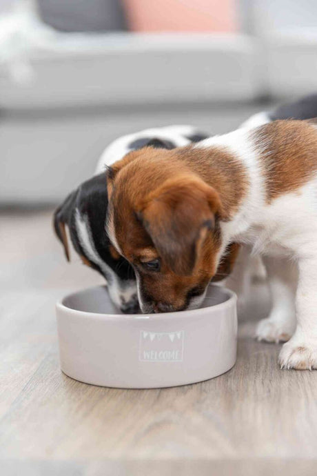 PHO_PRO_DOG_25126-2