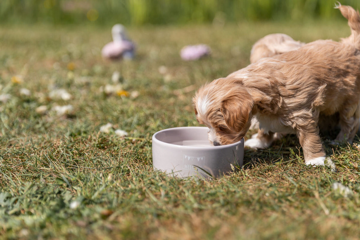PHO_PRO_DOG_25126-3