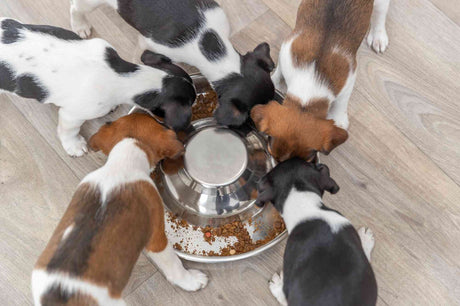 PHO_PRO_DOG_25281-1