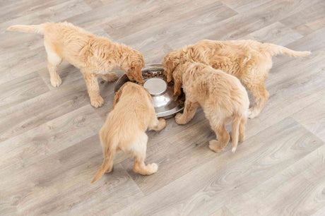 PHO_PRO_DOG_25282-2