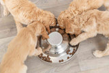 PHO_PRO_DOG_25282-3
