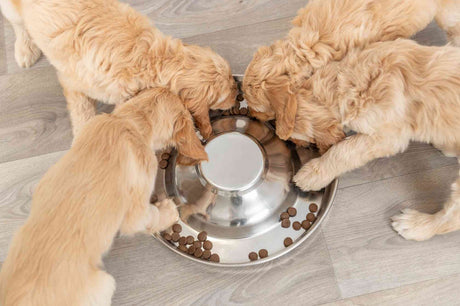 PHO_PRO_DOG_25282-3