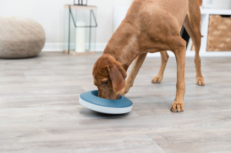 PHO_PRO_DOG_25285-3
