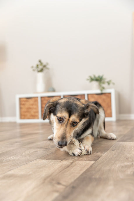 PHO_PRO_DOG_27126-10