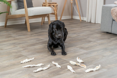 PHO_PRO_DOG_27126-1