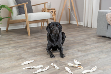 PHO_PRO_DOG_27126-2