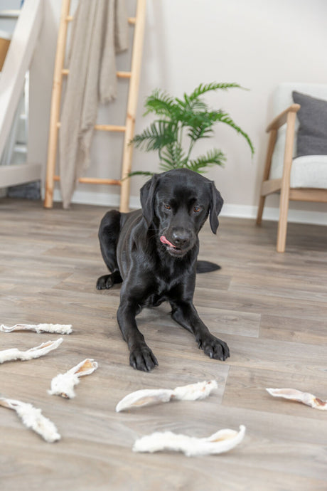 Schwarzer Hund liegt auf Holzboden mit verstreuten Stoffresten, im Hintergrund stehen ein Stuhl, eine Pflanze und eine Holzleiter.