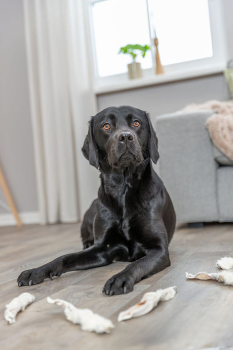 PHO_PRO_DOG_27126-6