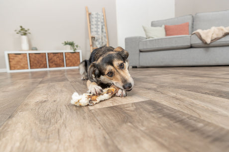 PHO_PRO_DOG_27126-8